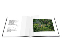 Load image into Gallery viewer, AHAE: Through My Window